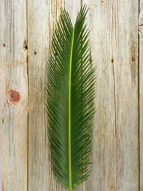 SAGO PALM  GREENS